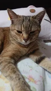 とらにゃんの画像