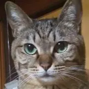 Image of N