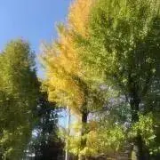 よここ