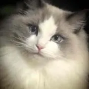 ねこたんの画像