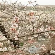 コウ