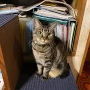 ペル