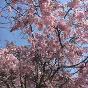 まめたの画像