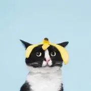 猫のリリィ
