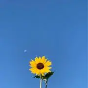 Fleurの画像