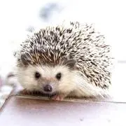はりー
