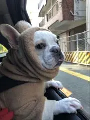こっこの画像