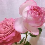 mimi☆プロフィールお読みください☆