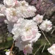 さくらの画像