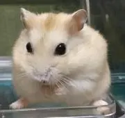 とらとら