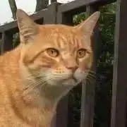 マメハナの画像