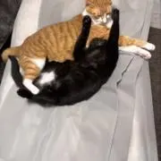おさぼけの画像