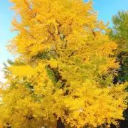 nの画像