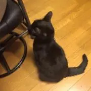 kyudaの画像