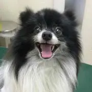 カムスケ