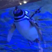 はすみるの画像