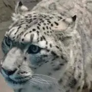 どさんこ