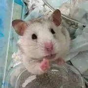 キンセイジンの画像