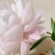 バーバララの画像