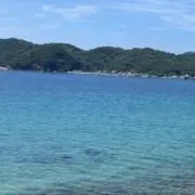 くらげの画像