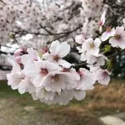 ちょこ167