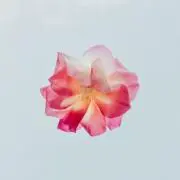 Amru＊アムルの画像