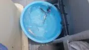 アオダモ