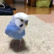 かいこの画像