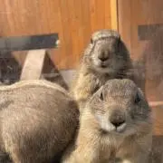 miiiの画像
