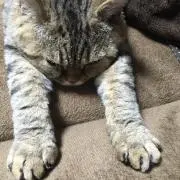 しろ
