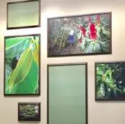 はなこの画像