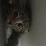 ぼーの画像