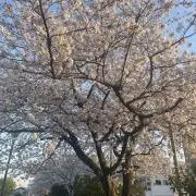 nanaの画像