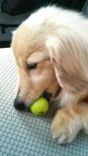 ワントムの画像