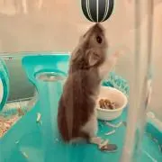 ネロ