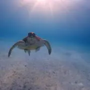 しん