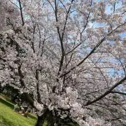 COCOの画像