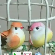ひよこ