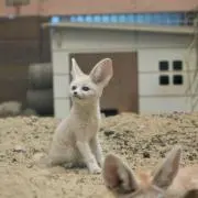 たろうの画像