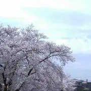 SKP