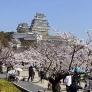 M.プロフ必読の画像