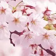 mizukiの画像