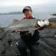 タカ