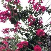 アイ。エムの画像