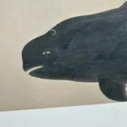 ovyovy