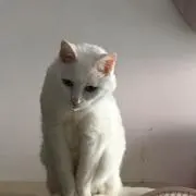 シンディ