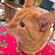 riieの画像