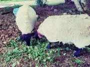 こんぶの画像