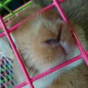 けんちゃん