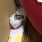m.m